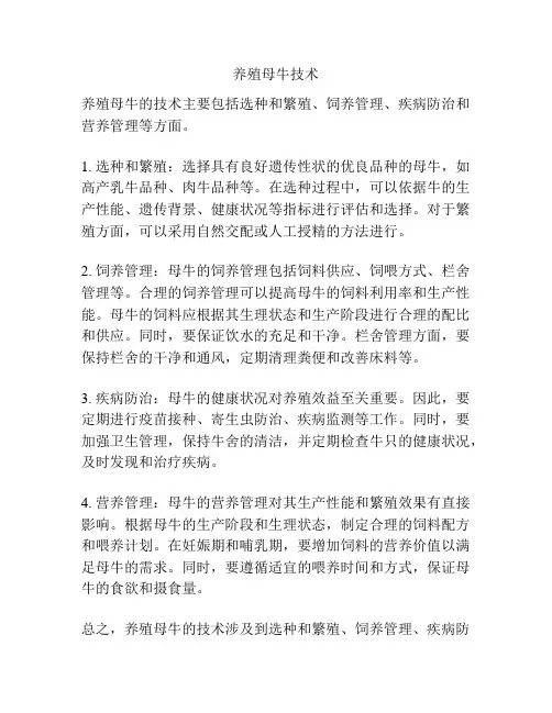 养殖母牛技术
