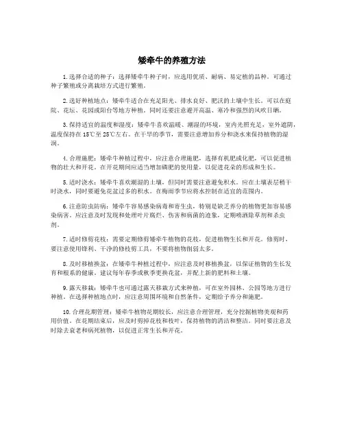 矮牵牛的养殖方法