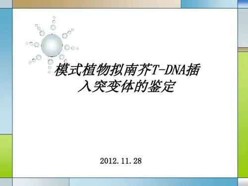 模式植物拟南芥T-DNA插入突变体的鉴定.
