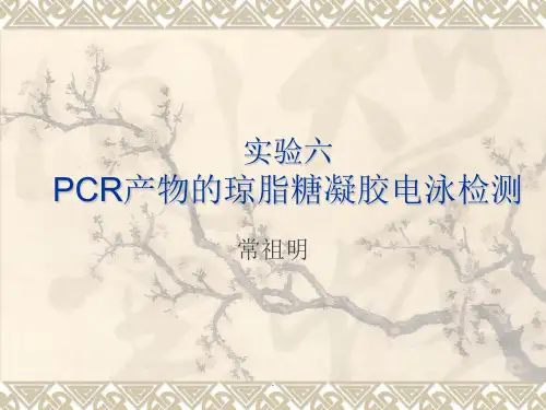 实验六-PCR产物的琼脂糖凝胶电泳检测ppt课件