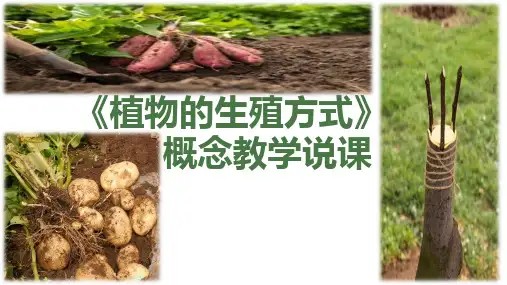 植物的生殖方式说课  课件 自用