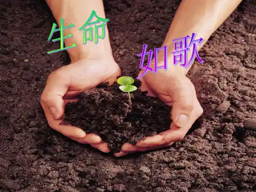 中学生初中生高中生 生命教育主题班会PPT模板