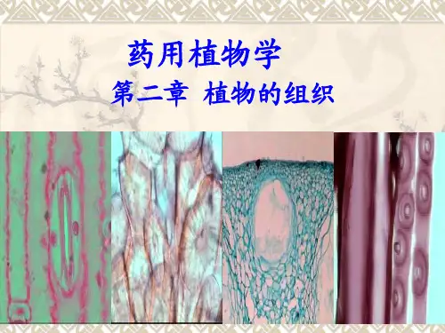 第二章   植物的组织