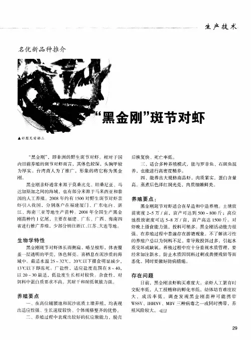 “黑金刚”斑节对虾