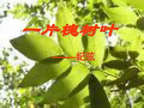 一片槐树叶课件