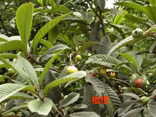 药用植物被子植物门2