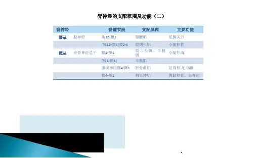 颅内神经分布表ppt课件