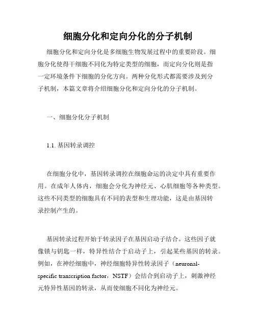 细胞分化和定向分化的分子机制