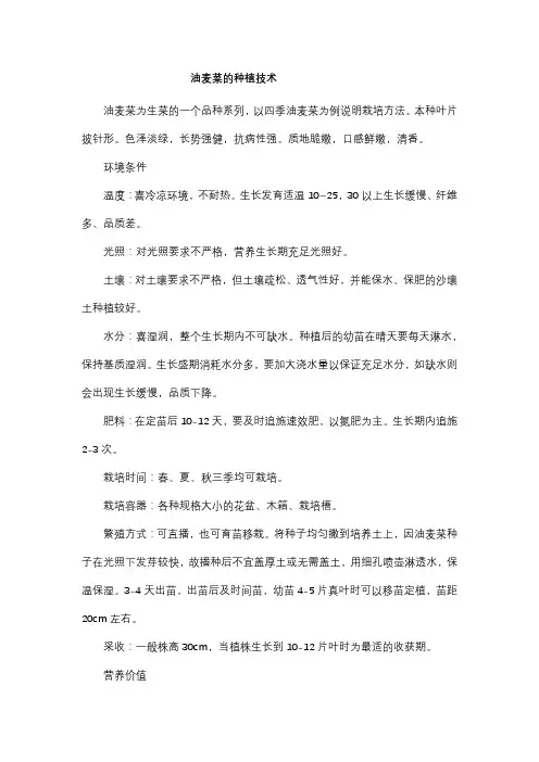 油麦菜的种植技术
