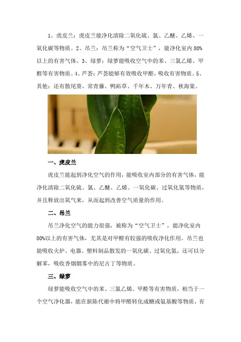 十大净化空气植物