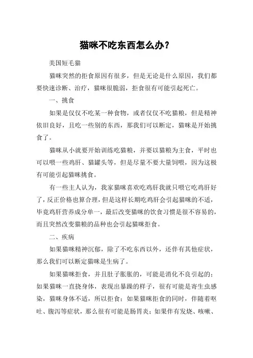 猫咪不吃东西怎么办？