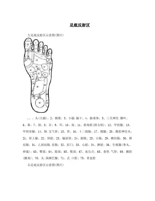 足底反射区