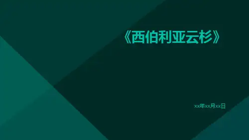 西伯利亚云杉