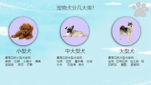 宠物狗知识培训教育PPT专题演示