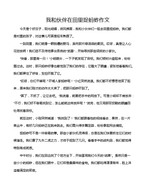 我和伙伴在田里捉蚂蚱作文