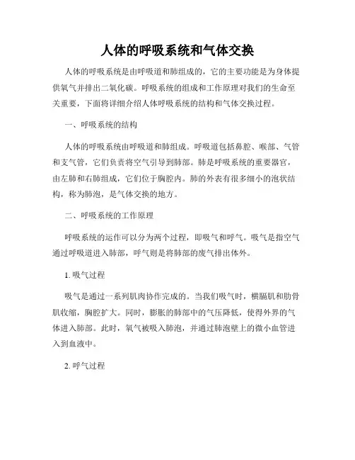 人体的呼吸系统和气体交换