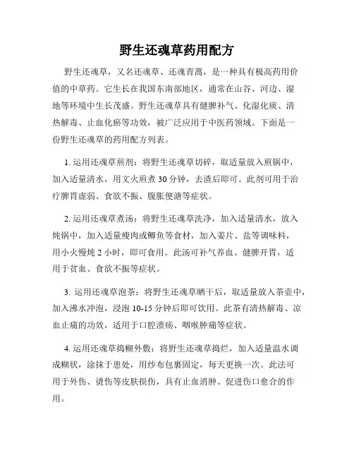 野生还魂草药用配方