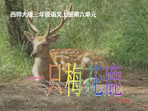 《一只梅花鹿》PPT课件