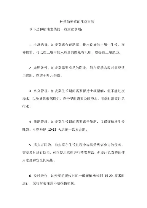 种植油麦菜的注意事项