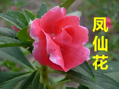 三年级上册科学课件-5《凤仙花》 ｜冀教版          (共21张PPT)