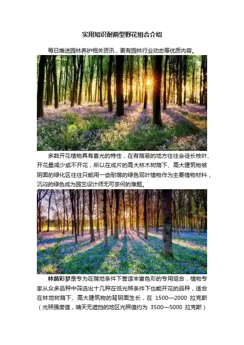 实用知识耐荫型野花组合介绍