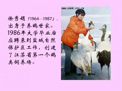 《灰椋鸟》PPT课件