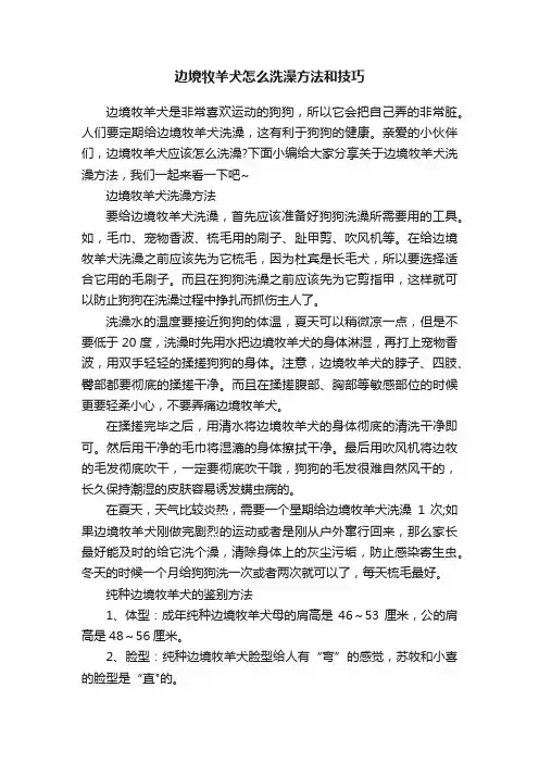 边境牧羊犬怎么洗澡方法和技巧