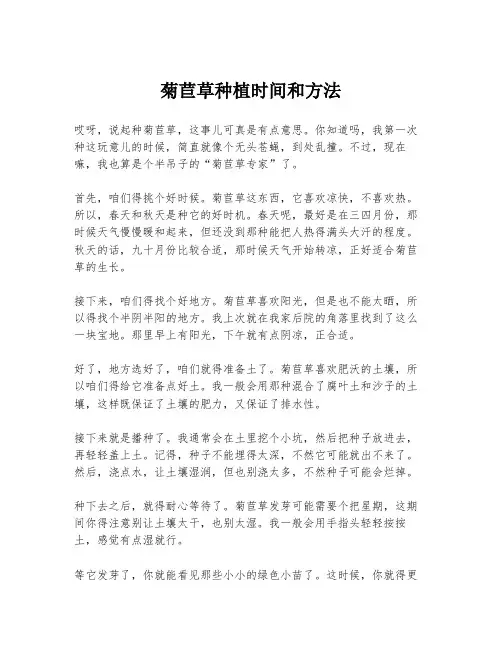 菊苣草种植时间和方法