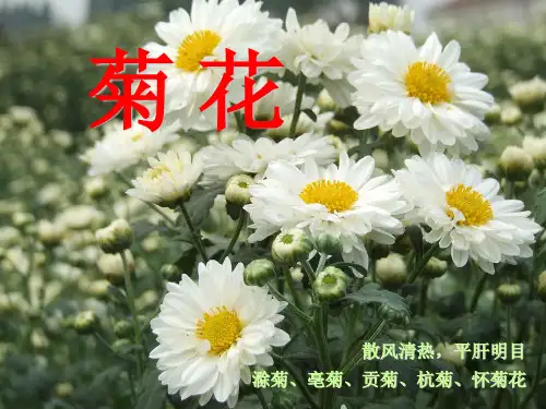 《中药菊花的鉴定》PPT课件