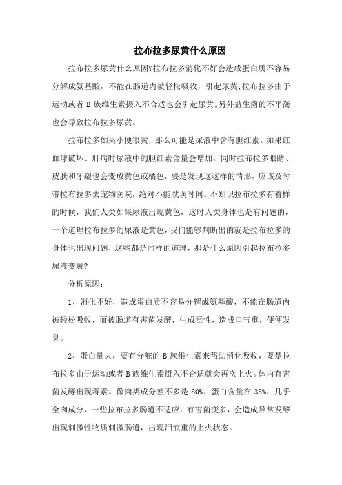 拉布拉多尿黄什么原因
