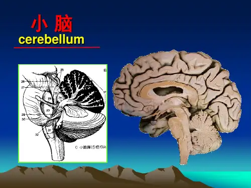 系统解剖学小脑、间脑、端脑课件