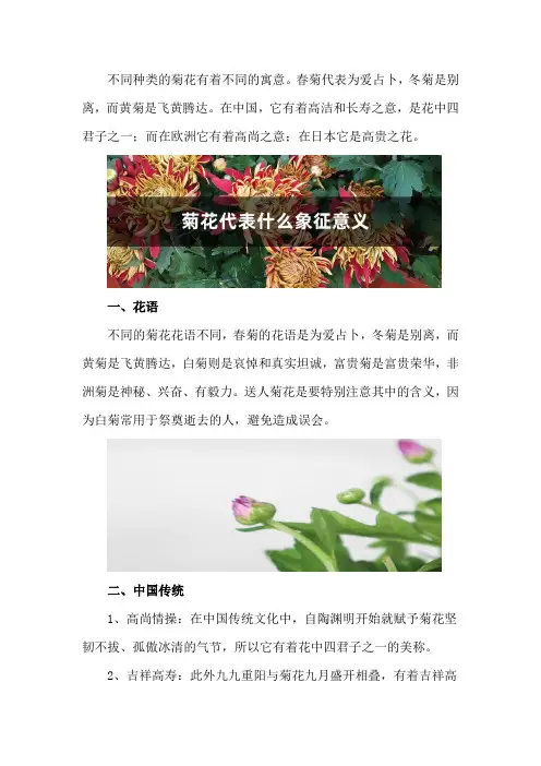 菊花代表什么象征意义