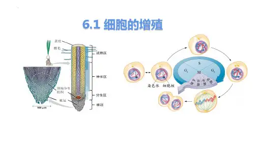 高一上册生物必修1《细胞的增殖》课件