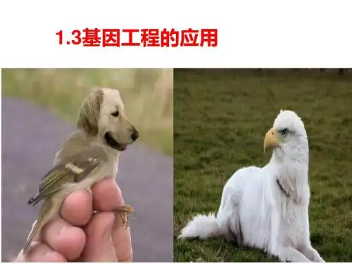 13基因工程的应用