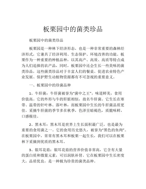 板栗园中的菌类珍品
