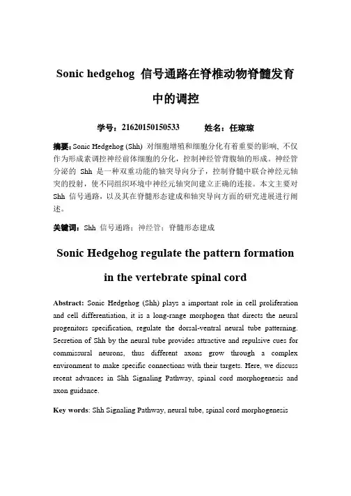 Sonic hedgehog 信号通路在脊椎动物脊髓发育中的调控