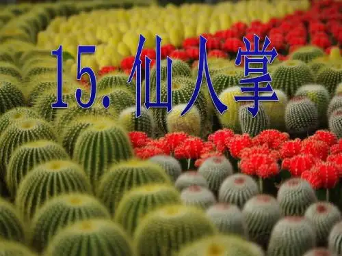 《仙人掌》PPT课件3