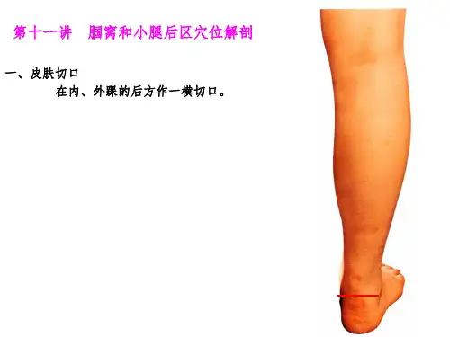 腘窝和小腿后区穴位解剖
