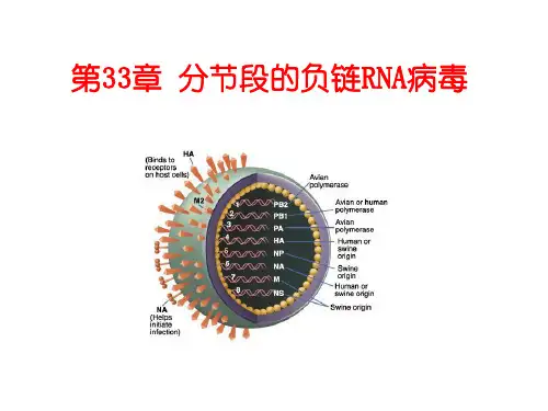 第33章 分节段的负链RNA病毒