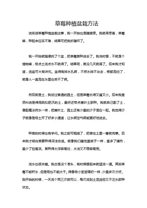 草莓种植盆栽方法