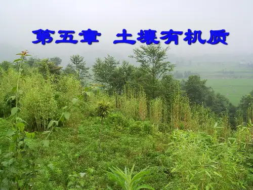 土壤学课件：5第五章 土壤有机质