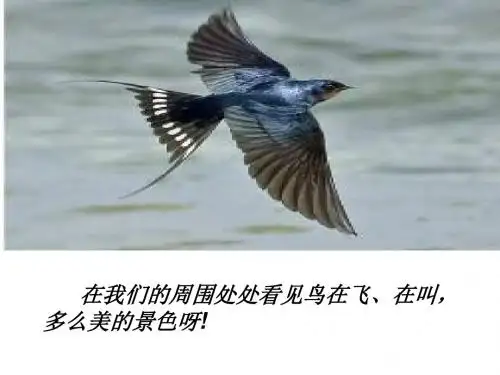 鸟人类的朋友