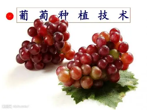 葡萄种植技术