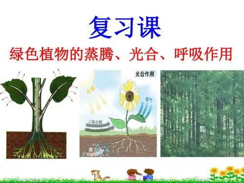 绿色植物三大作用复习