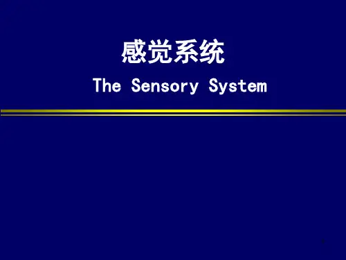 感觉系统ppt演示课件