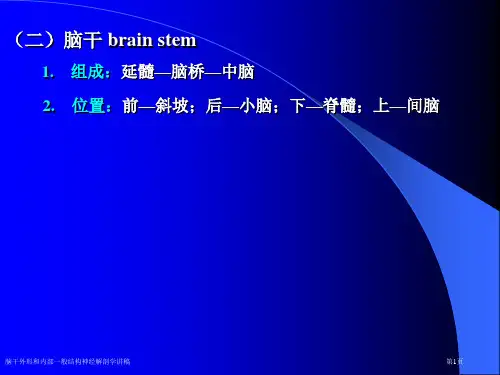 脑干外形和内部一般结构神经解剖学讲稿专家讲座