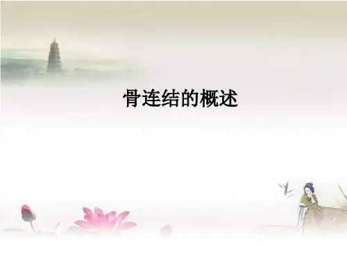 骨连接概述