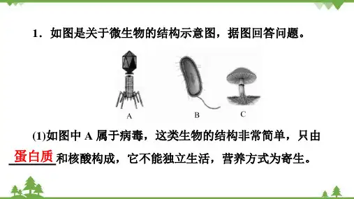 2022年中考生物二轮复习专题10 生物的多样性习题课件(共52张PPT)