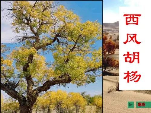 (语文s版)五年级语文上册 西风胡杨精品PPT教学课件