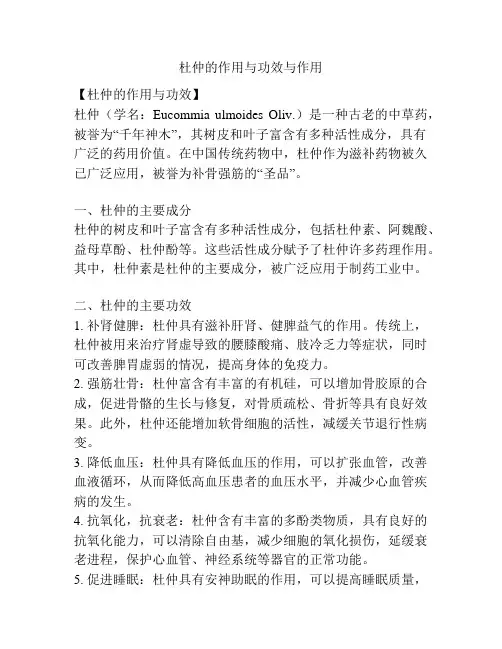 杜仲的作用与功效与作用
